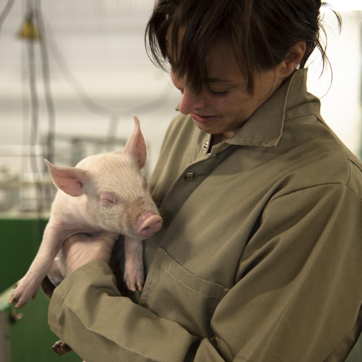 employée avec un porcelet